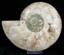 Huge Inch Wide Ammonite Pair #3308-2